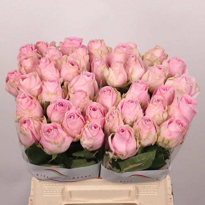 <h4>R GR HEIDI!</h4>