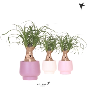 Kolibri Greens Beaucarnea in Scandic pot pink mix
