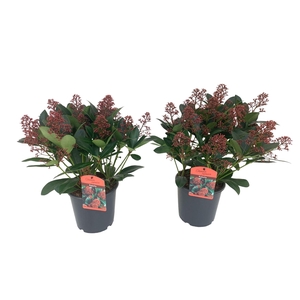 Skimmia jap. 'Rubella'
