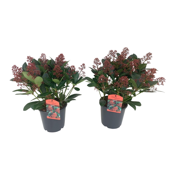 <h4>Skimmia jap. 'Rubella'</h4>