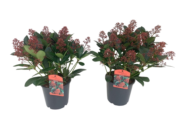 Skimmia jap. 'Rubella'