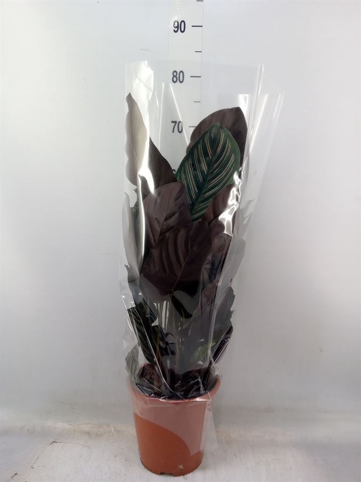 <h4>Calathea   ...mix</h4>