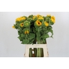 Helianthus Orange Fire