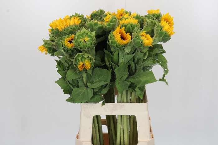 Helianthus Orange Fire