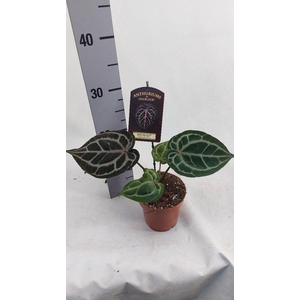 Anthurium DocBlock Michelle (kopie)