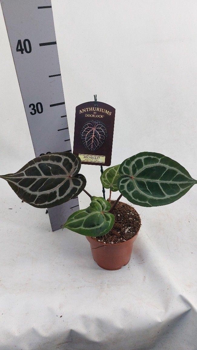 <h4>Anthurium DocBlock Michelle (kopie)</h4>