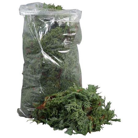 <h4>Conif.ch.pis. Squarrosa</h4>