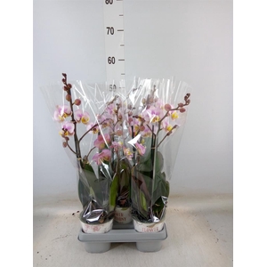 Phalaenopsis   ...
