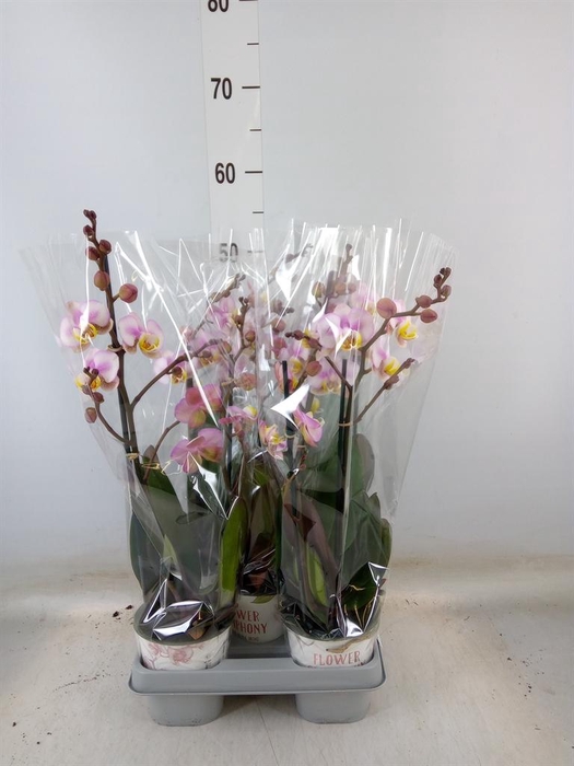 <h4>Phalaenopsis   ...</h4>