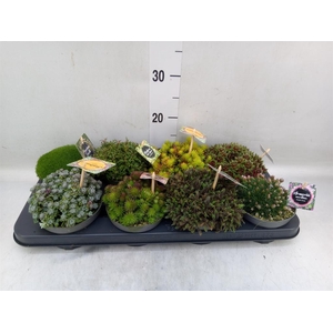 Rotsplanten   ...mix   [Rock plant]