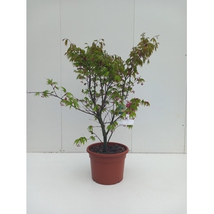 Acer palmatum Osakazuki