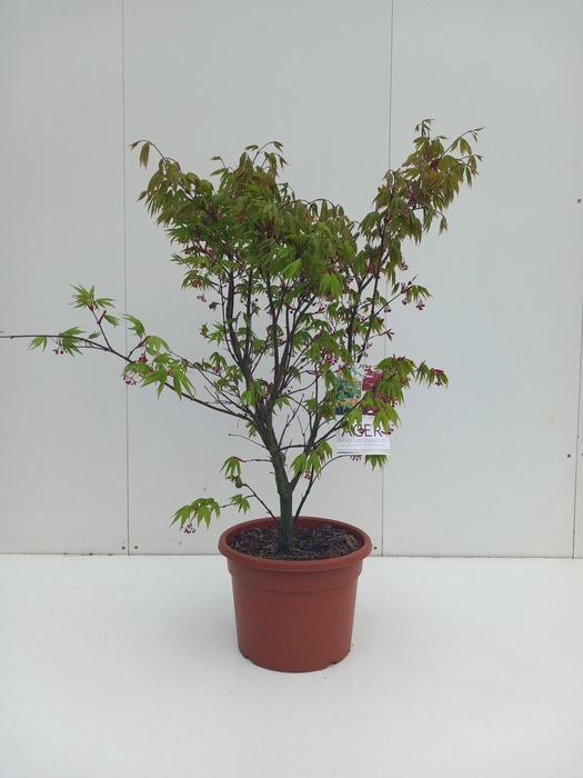 <h4>Acer palmatum Osakazuki</h4>
