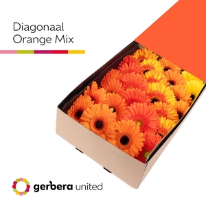 Gerbera Mix Orange Doos