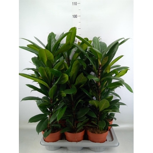 Ficus cyathistipula