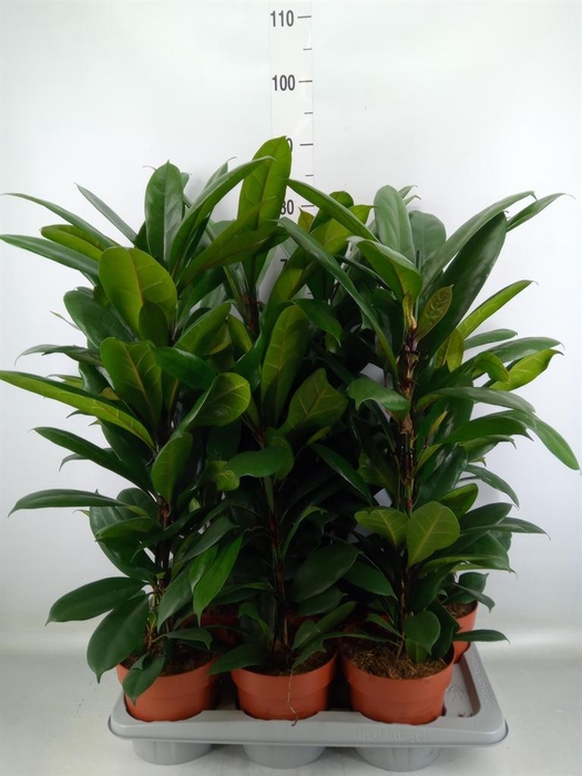 <h4>Ficus cyathistipula</h4>