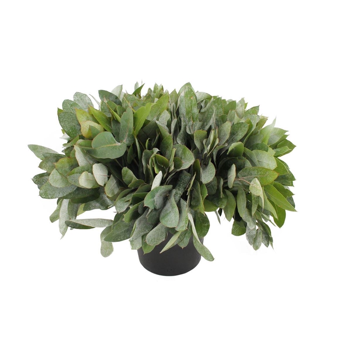 <h4>Euca Potlood ( Robusta )</h4>