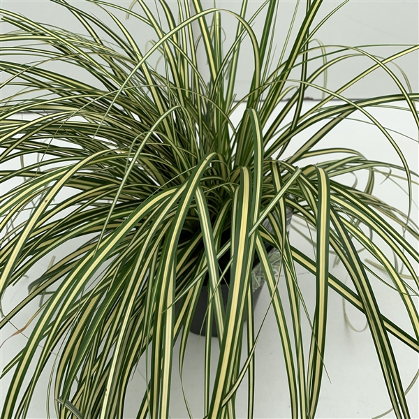 Carex 'Evergold'