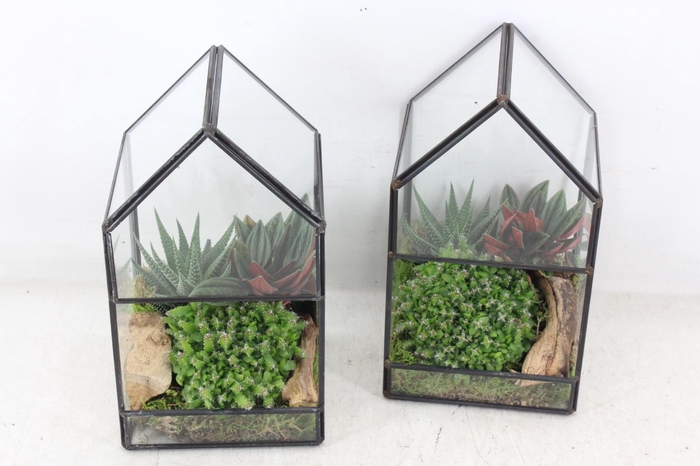 <h4>arr3 SN - Terrarium glasshouse</h4>