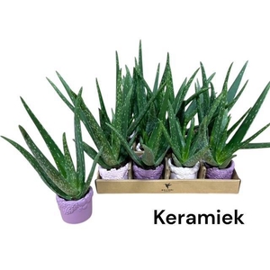 ARR SUCCULENTEN