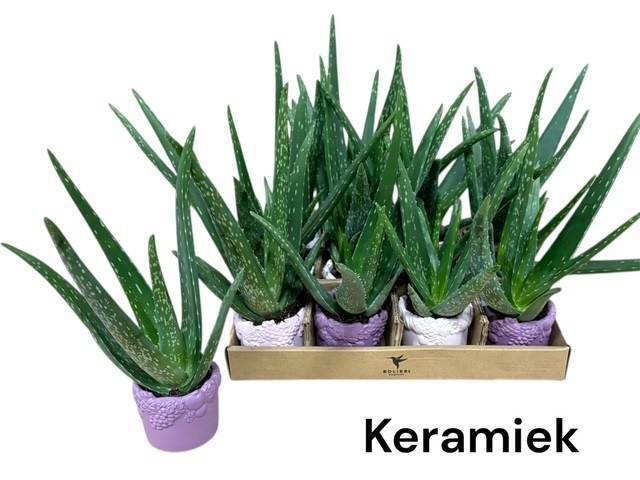 <h4>ARR SUCCULENTEN</h4>