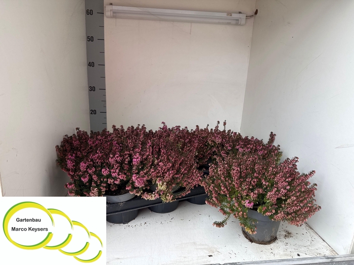 <h4>ERIC CARNEA</h4>