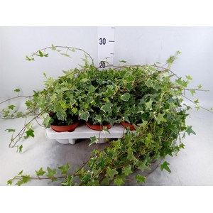 Hedera helix 'Mona Lisa'