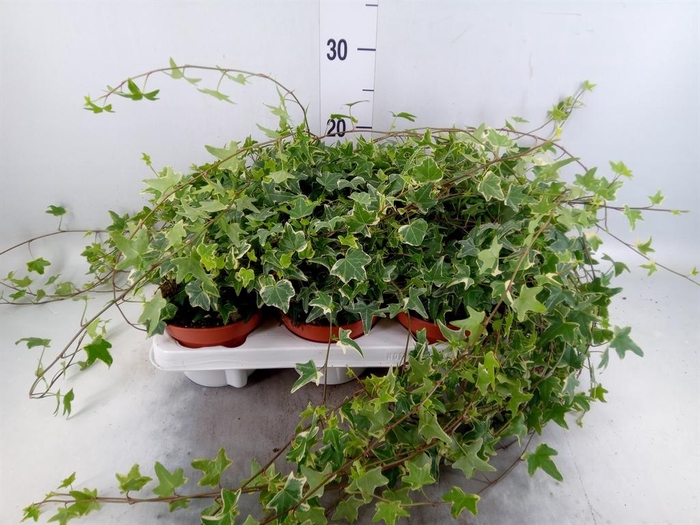 <h4>Hedera helix 'Mona Lisa'</h4>