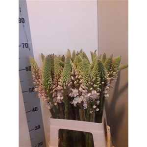 EREMURUS HIMALAICUS