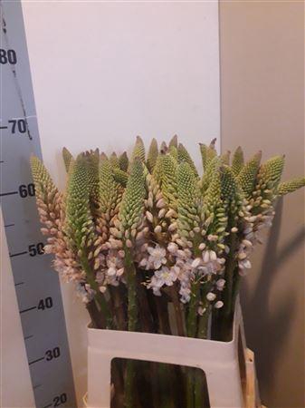<h4>EREMURUS HIMALAICUS</h4>