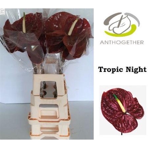 Anth A Tropic Night