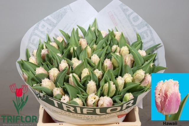 <h4>TU FR HAWAII</h4>