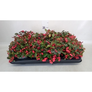 Gaultheria proc.