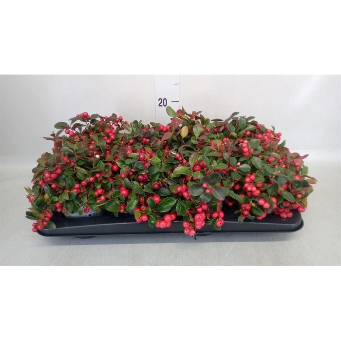 <h4>Gaultheria proc.</h4>