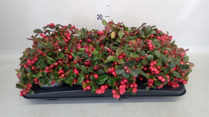 <h4>Gaultheria proc.</h4>