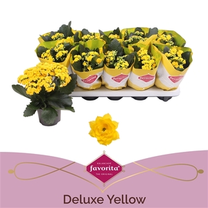 Kalanchoe Double Deluxe Yellow stadium 1