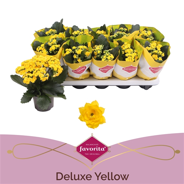 Kalanchoe Double Deluxe Yellow stadium 1