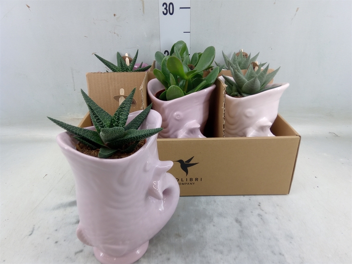 <h4>Succulents   ...mix 3</h4>