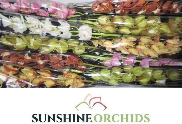 <h4>CYMB MI GEM</h4>