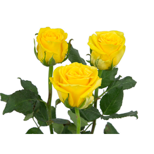 ROSA TROPICAL SUN 060 CM ESTUFA