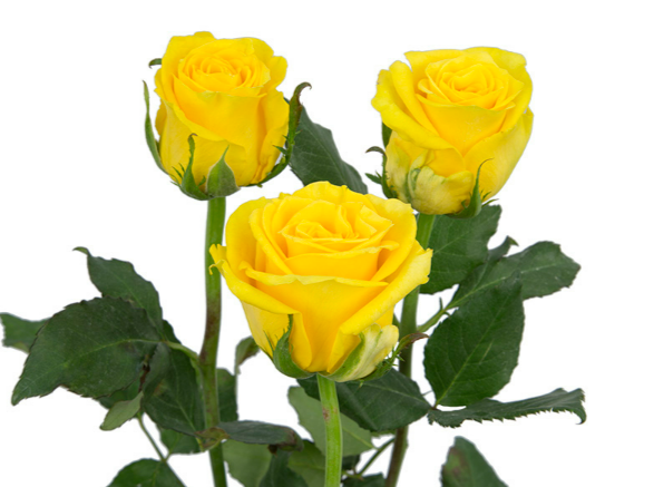 <h4>ROSA TROPICAL SUN 050 CM ESTUFA</h4>