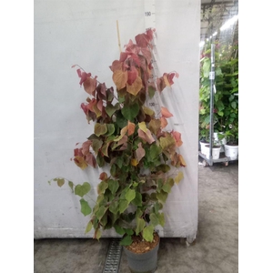 Cercis canadensis