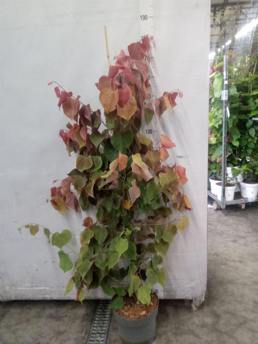 <h4>Cercis canadensis</h4>