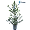 Ficus Mi Moclame