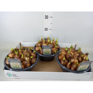 Narcissus DU 'Bridal Crown'