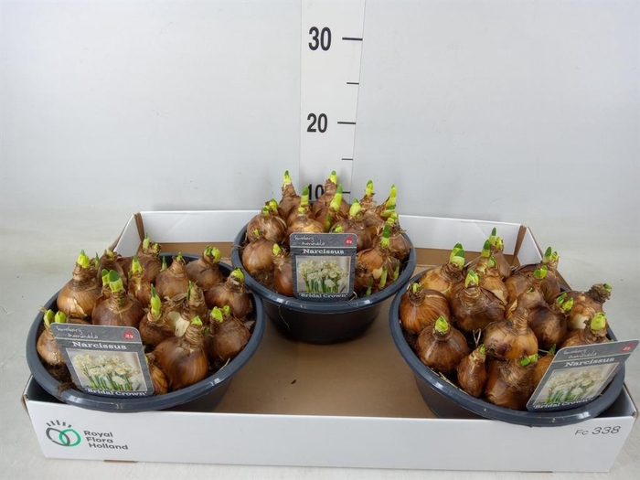 <h4>Narcissus DU 'Bridal Crown'</h4>