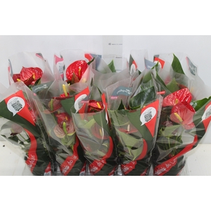 ANTHURIUM RED SUCCESS P12