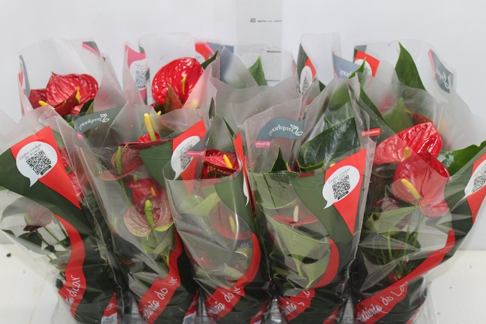 <h4>ANTHURIUM RED SUCCESS P12</h4>