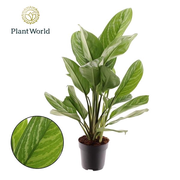 <h4>Aglaonema 'Stripes'</h4>