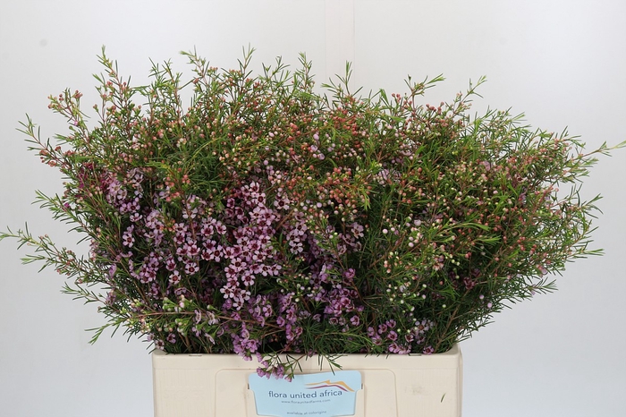 <h4>Chamelaucium Early Nir</h4>
