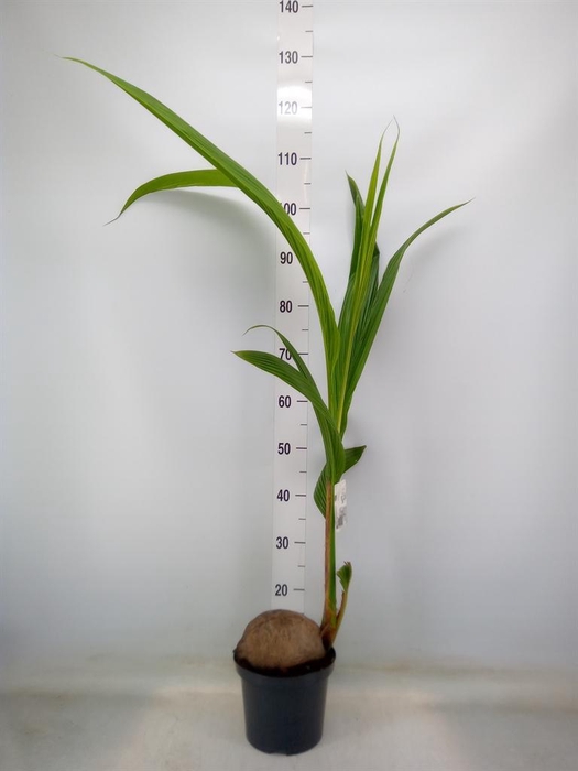 <h4>Cocos nucifera</h4>